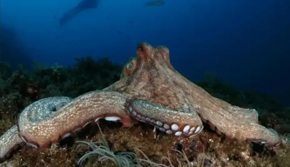 Scientific Theory Suggests Octopuses Are 'Aliens' And Came To Earth In 'Cryopreserved Eggs'