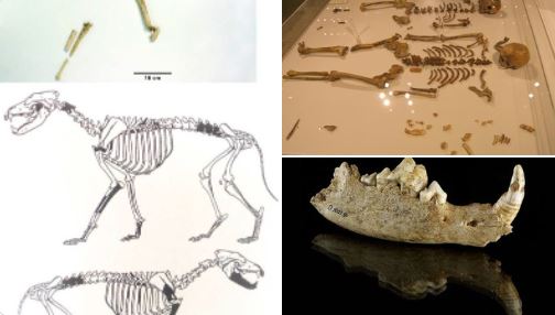 German Cave Reveals Clues About the First Domesticated Wolves