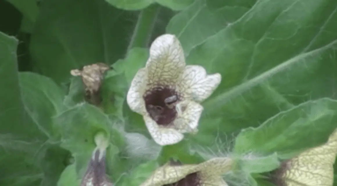 Did this hallucinogenic plant transform Viking warriors into the legendary Berserkers?