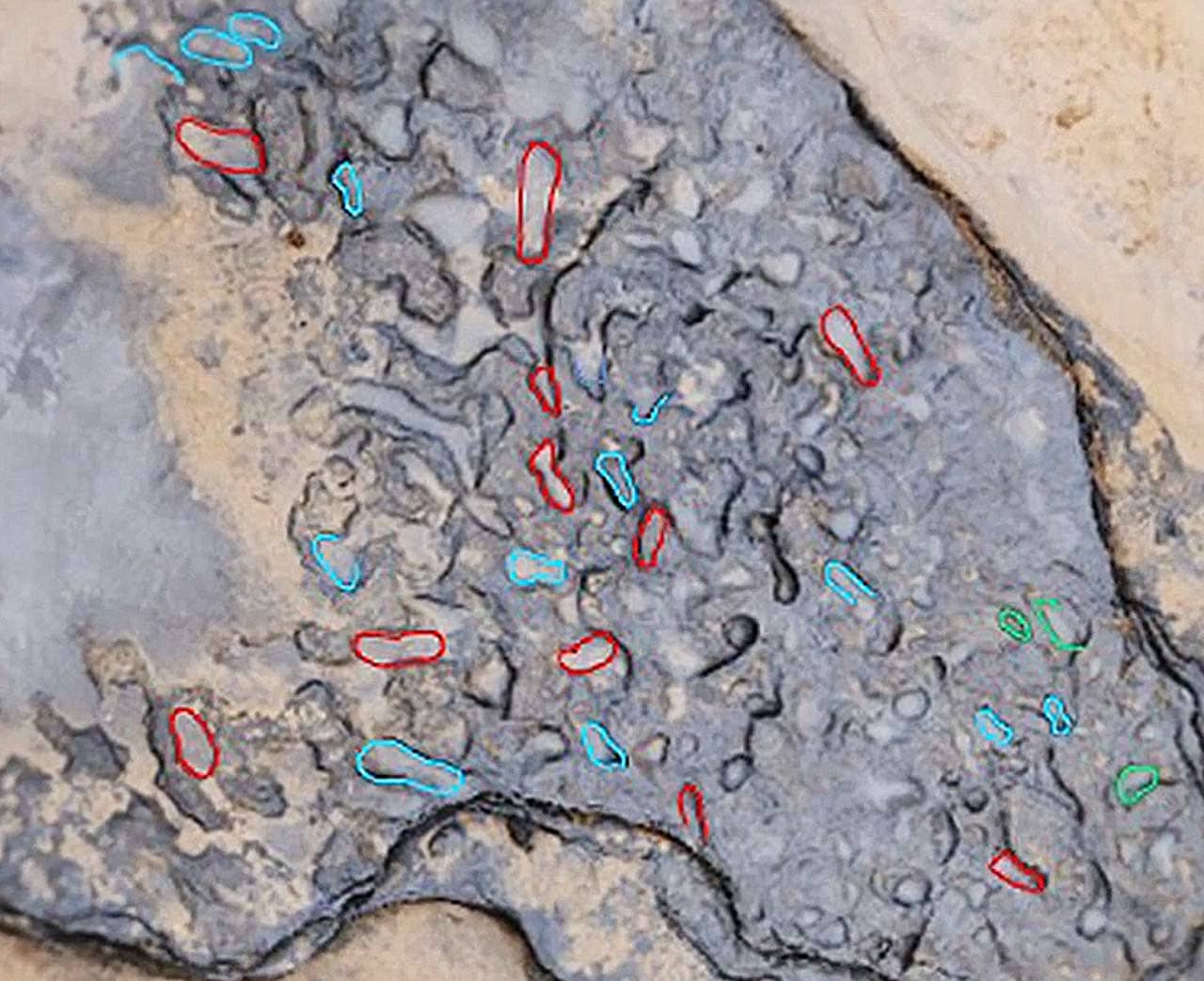 800,000 year old footprints in the UK suggest history needs to be rewritten