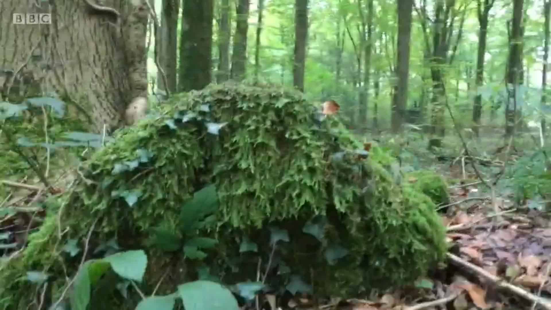 Stone circle dating to the Bronze Age found hidden in British forest
