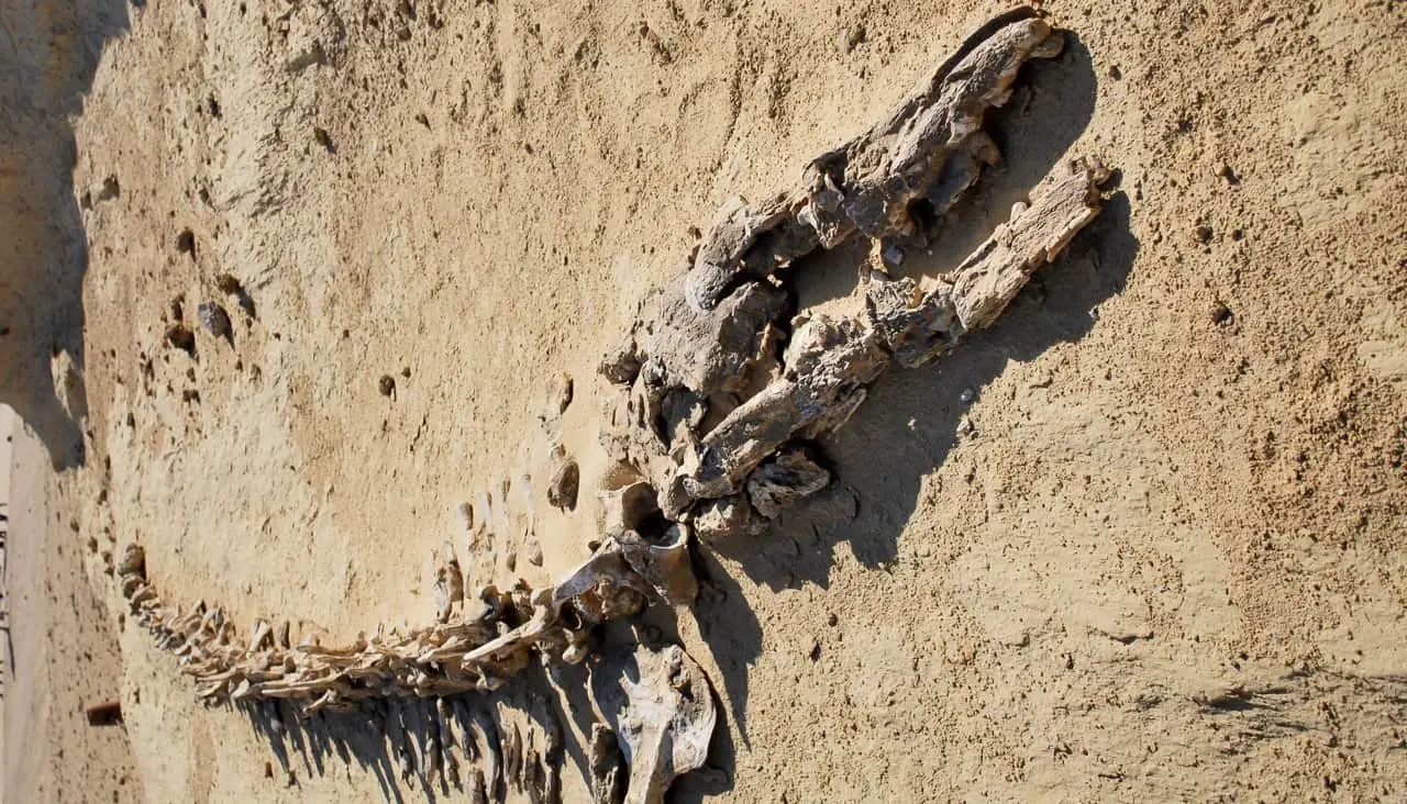 Egypt's Hidden Treasure: The Valley of Whales - A Journey Beyond the Pyramids