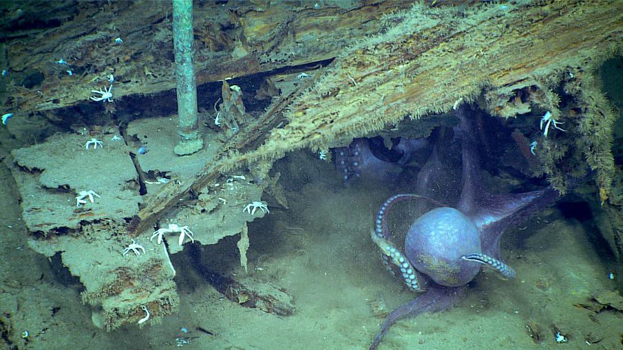 Underwater Drones Are Exploring Shipwrecks Below The Gulf Of Mexico—And What They’ve Found Is Incredible Ocean-Life-And-Shipwrecks